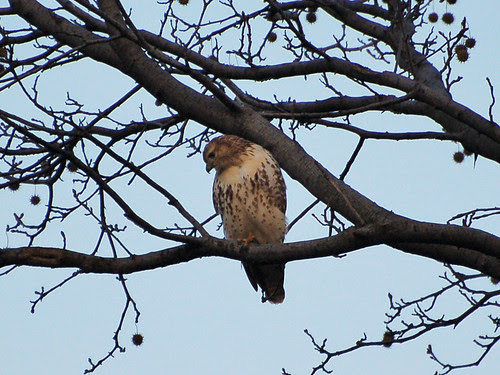Juvie Red-Tail in the North Woods