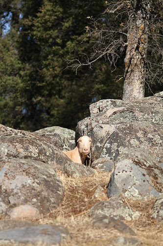 Rock. Or Sebastian?