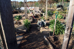 october vegetable garden plot 021