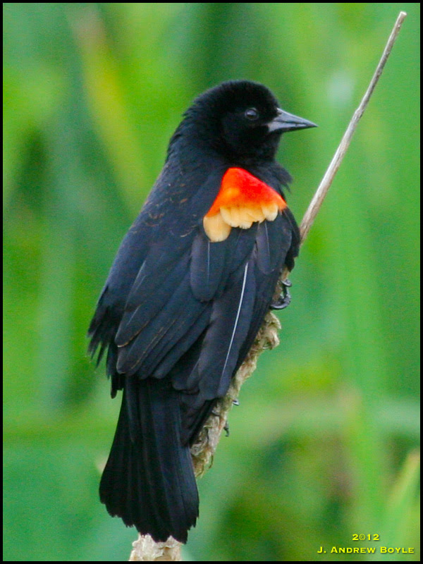 Red-winged Blackbird