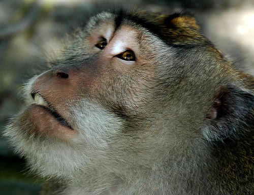 Long-tailed Balinese Macaques @ Ubud’s monkey forest sanctuary
