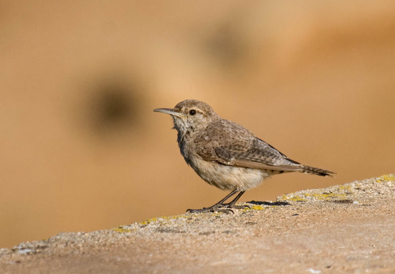 Rock Wren Rock Wren