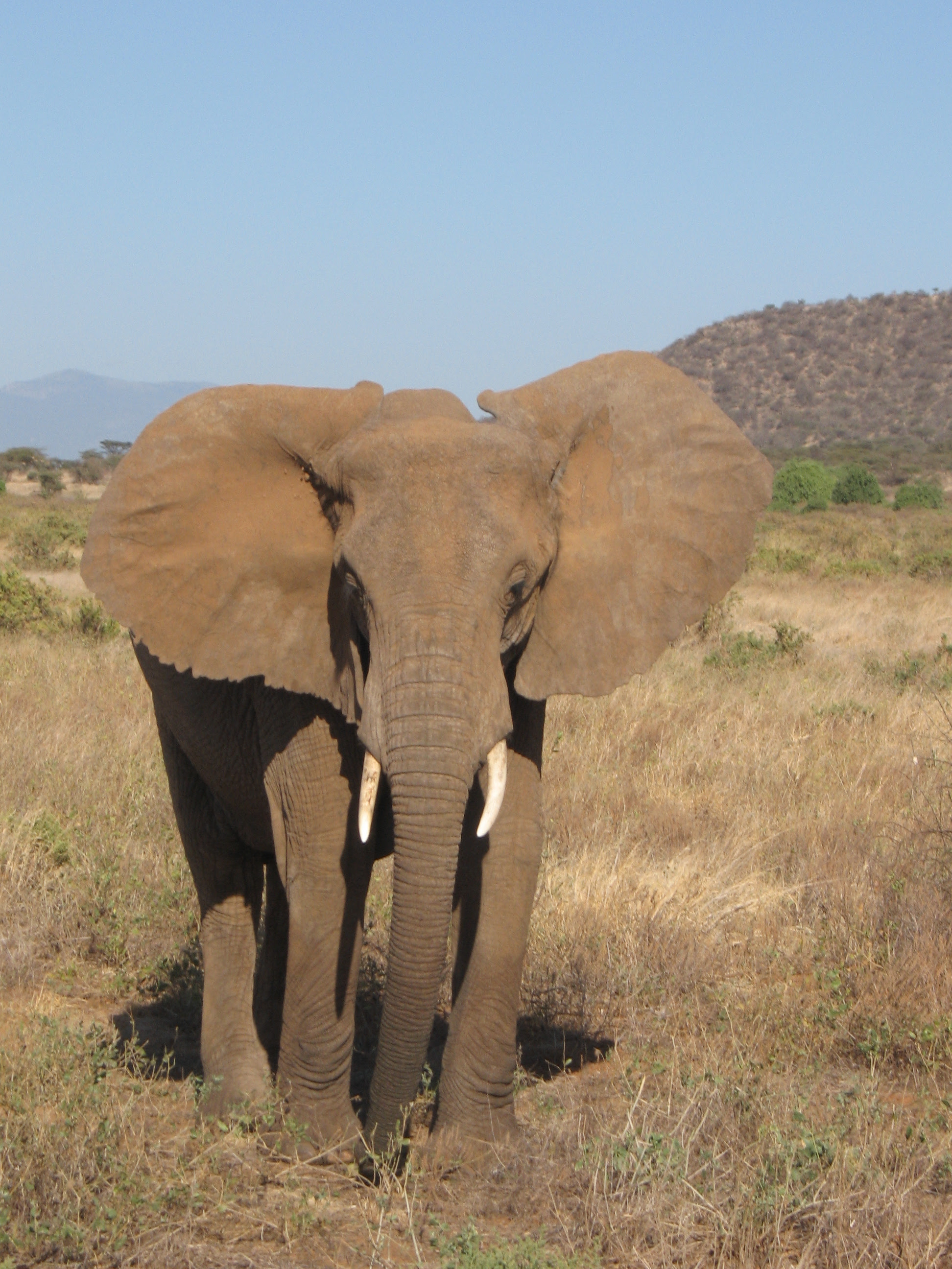 Animal Adventurer: Kenya Launches 10-Year National Elephant