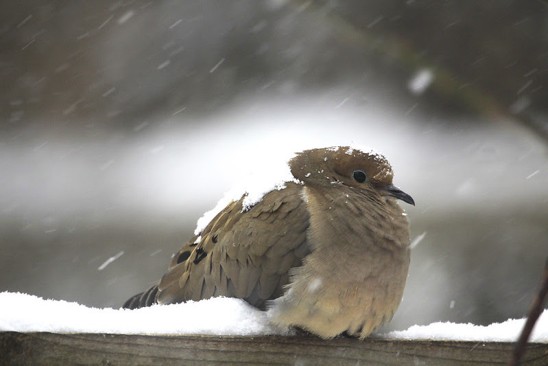 mourning dove snow4