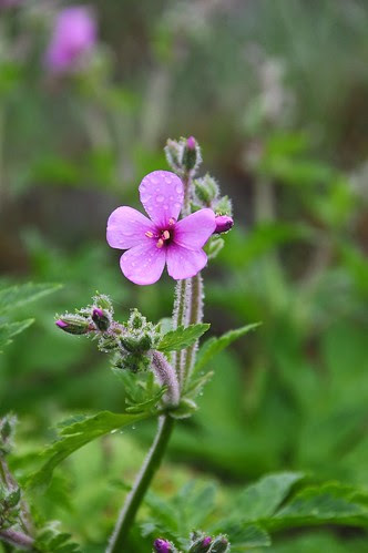 2012 05 19_Nélia Susana36