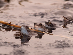 Common Frog - butsnudet frø (Rana temporaria) - April 2010 (by Isfugl)