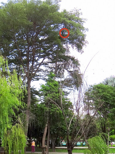 鳳頭蒼鷹/無限台南