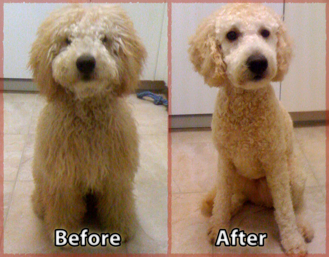 Goldendoodle Haircut Before And After Happy Living