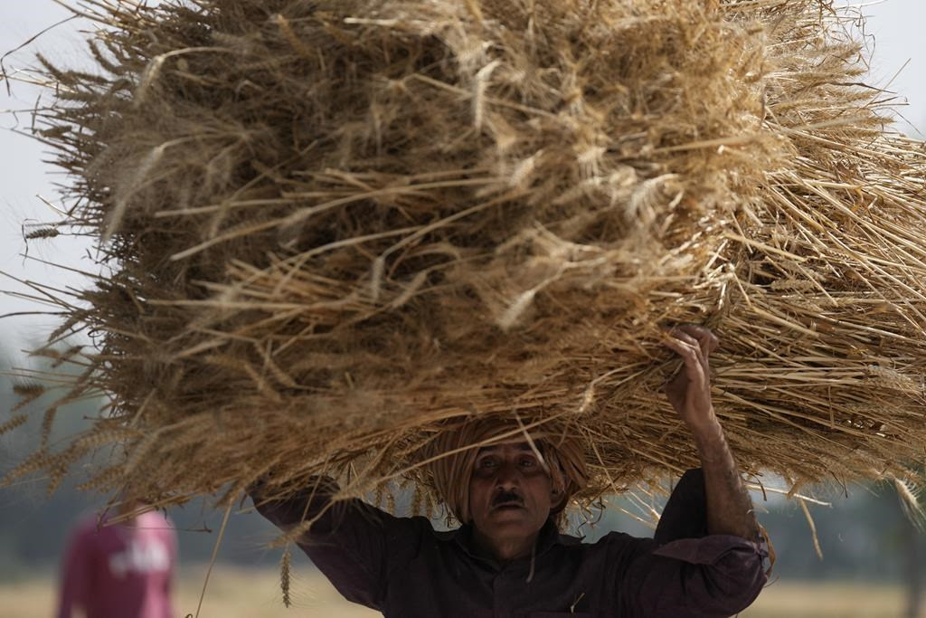 Ukraine: India bans exports of wheat