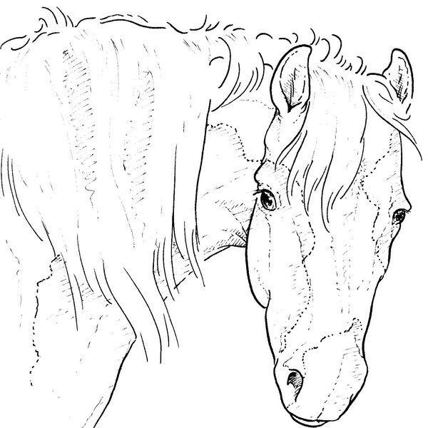 Featured image of post Dier Kleurplaat Paard Met Veulen