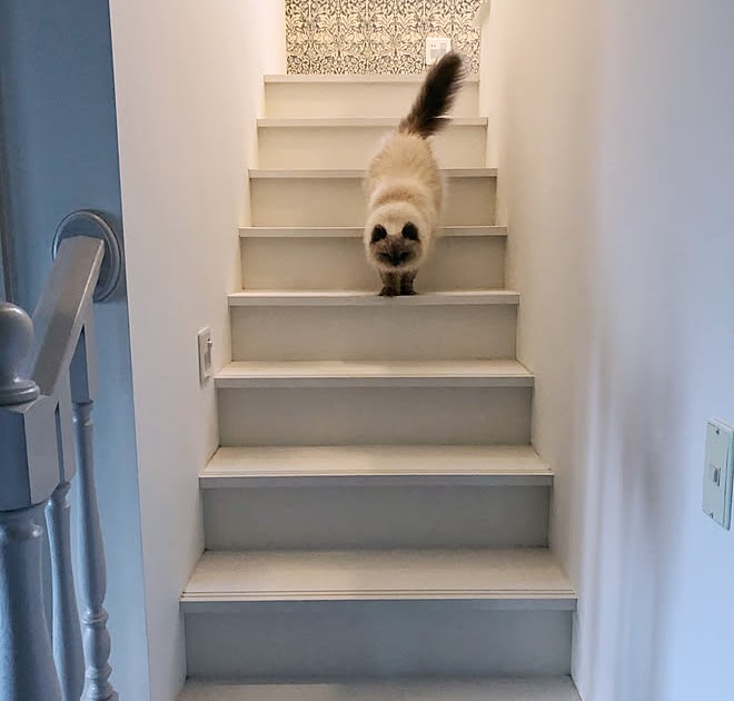 【印刷可能】 猫 滑り 止め 122376猫 滑り止めマット Blogjpmbahe7tas