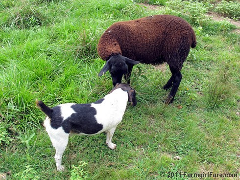 Bert and his brown lamb fan 2 - FarmgirlFare.com