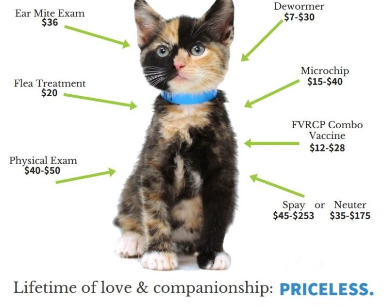 how-much-is-the-adoption-fee-for-a-cat-cat-lovster
