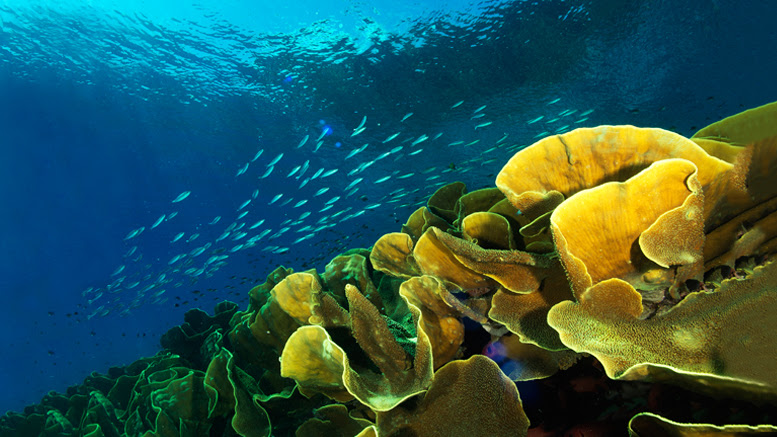 “The islands of Fiji, which I can proudly state have some of the best diving in the world, are one of a kind.” © Heather Sutton