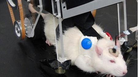 tikus jepang tikus jepang