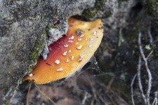Sortie mycologique en forêt de Villefermoy