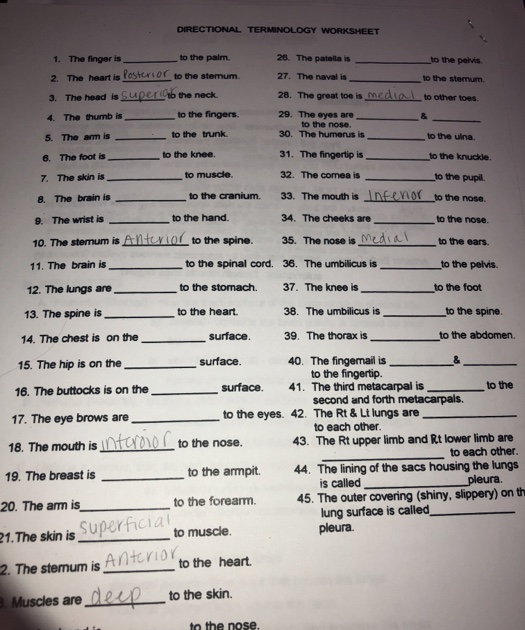 36 Anatomical Terms Worksheet Answers - support worksheet