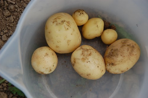first new spuds - swift