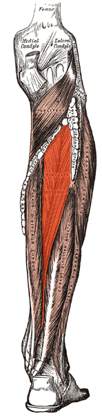 File:Tibialis posterior.png