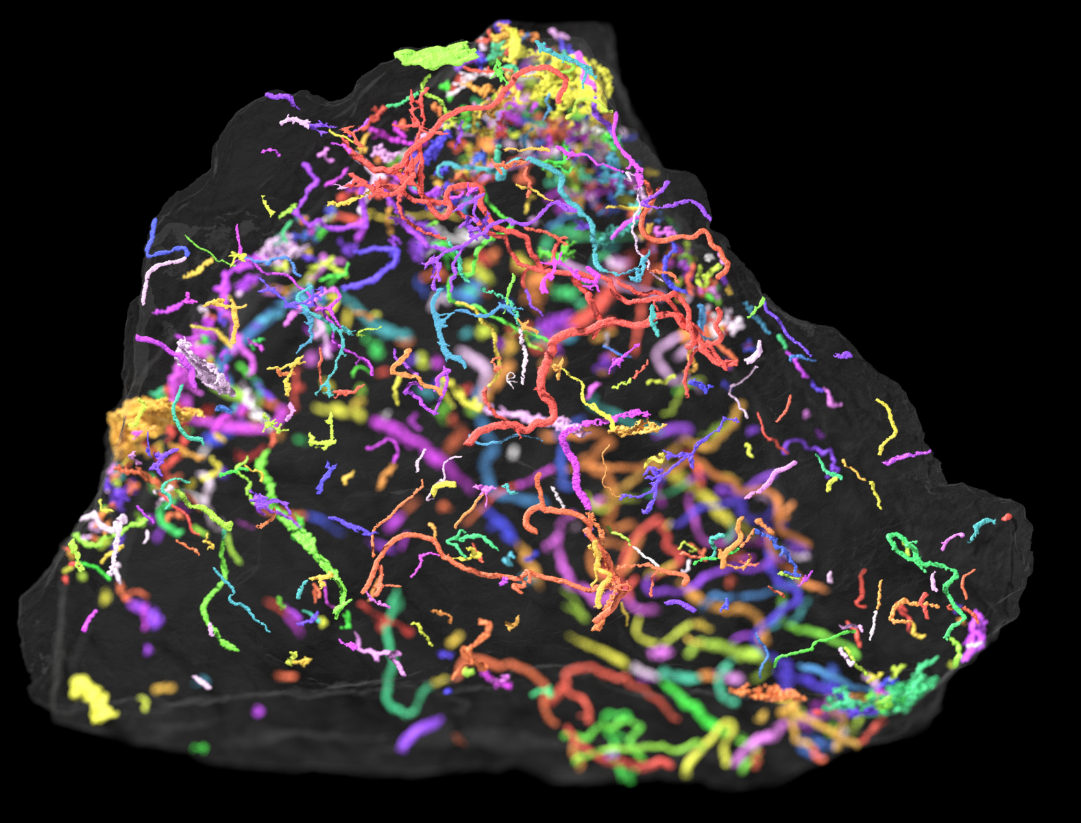 microtomography X-ray of trace fossil in sediment
