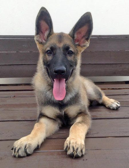 Viper the German Shepherd