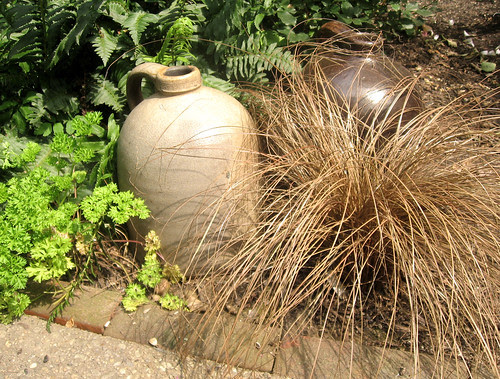 sedge