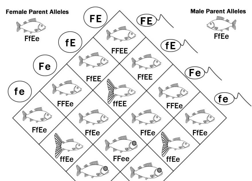 Genetic Cross Worksheet - USTANOTHERINKSPOT