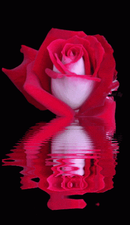 Flowers, Flores, Color Splash, Animations, Animated Gif, Animated Gifs, Beautiful Flowers, Animated Flowers, Roses, Animation, Keefers