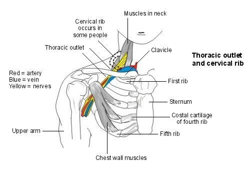 First Rib Anatomy - Human Anatomy