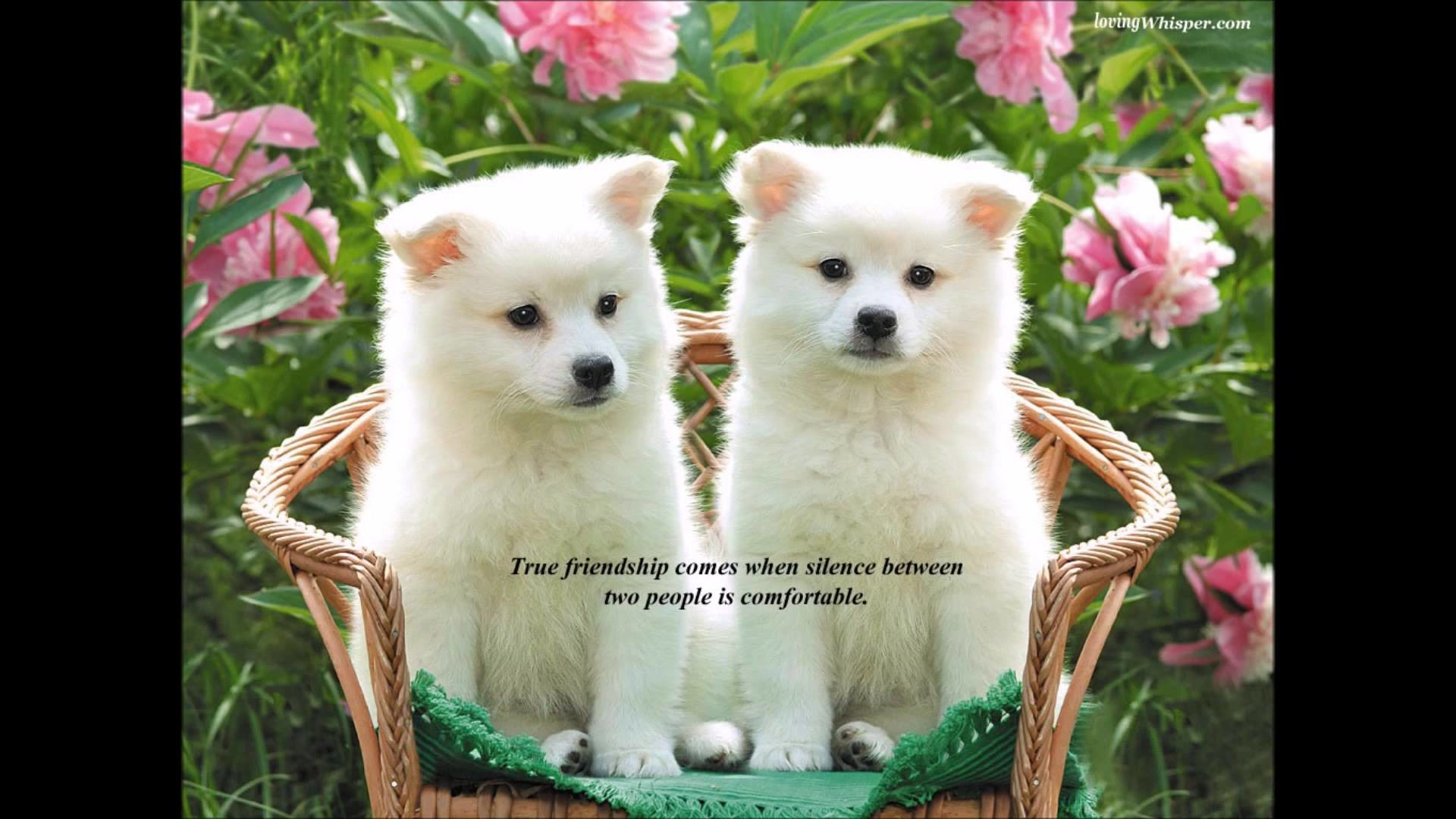 Cute Friendship Best Friend Wallpaper : Friendship Wallpapers with