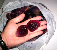 PricklyPear2