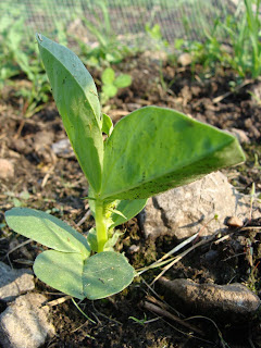 Broad bean seedling