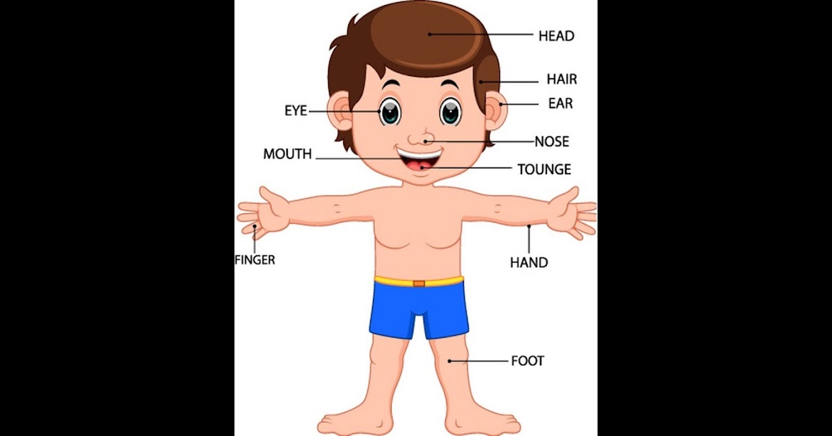 Body Parts Tamil / Learn Human body | Parts for the body for kids in