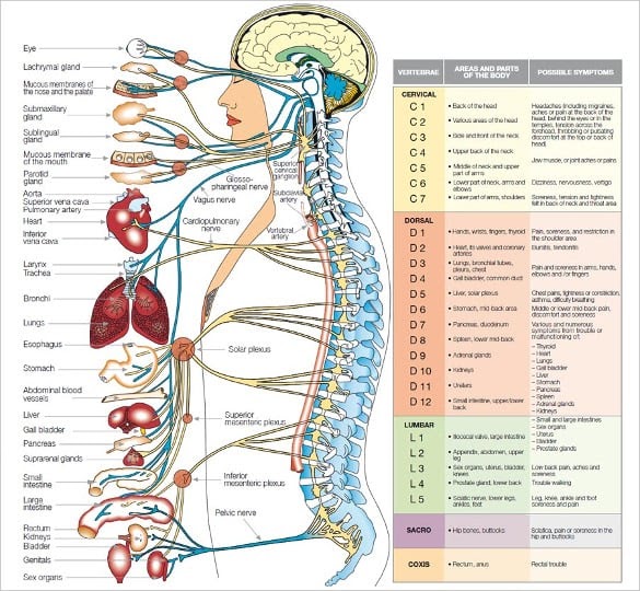 Body Parts Diagram Woman - Human Body Diagram - Bodytomy