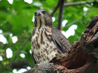鳳頭蒼鷹/無限台南