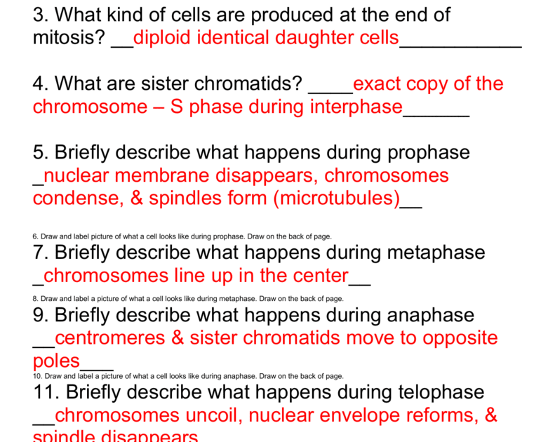Mitosis Vs Meiosis Worksheet Answer Key - EXPRESSIONBYPINKIE
