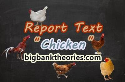 Contoh Teks Laporan Observasi Tentang Hewan Ayam Kumpulan Contoh Laporan