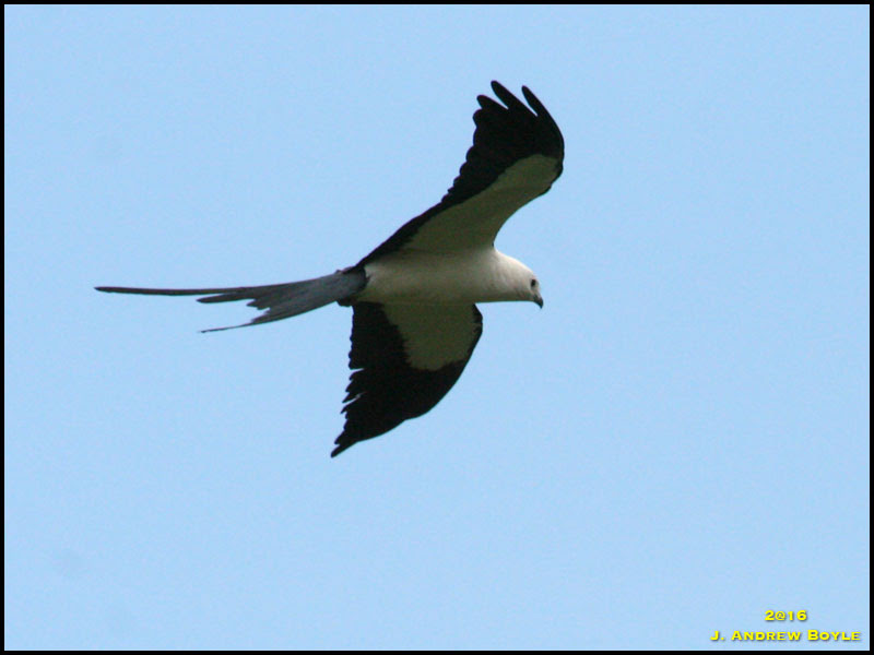 Swallow-tailed Kite Swallow-tailed Kite