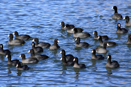American Coots 