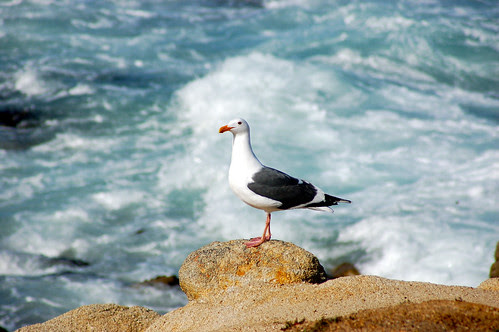 By the Ocean