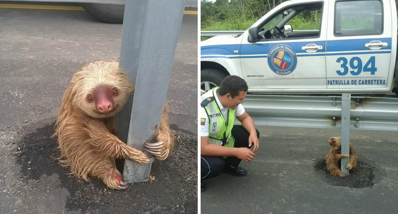 Ecuador Cops Save Tiny Terrified Sloth In Most Adorable Highway Rescue Ever