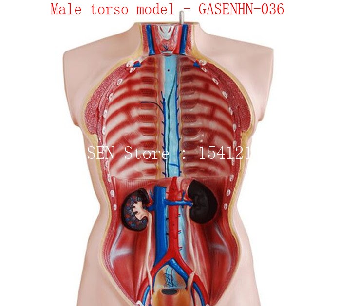 Lower Abdomen Anatomy Female / The Female Reproductive System Boundless