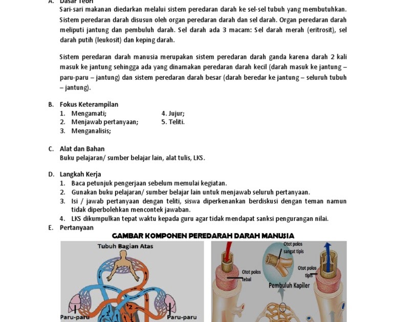 Soal Sistem Peredaran Darah Kls 8 Buku Siswa K13