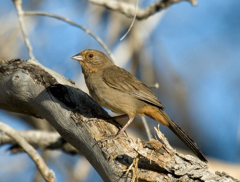 California Towhee California Towhee
