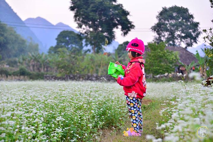 Cung phượt ngắm hoa tam giác mạch chỉ cách Hà Nội 180km - ảnh 3 Hình ảnh Cung phượt ngắm hoa tam giác mạch chỉ cách Hà Nội 180km số 3