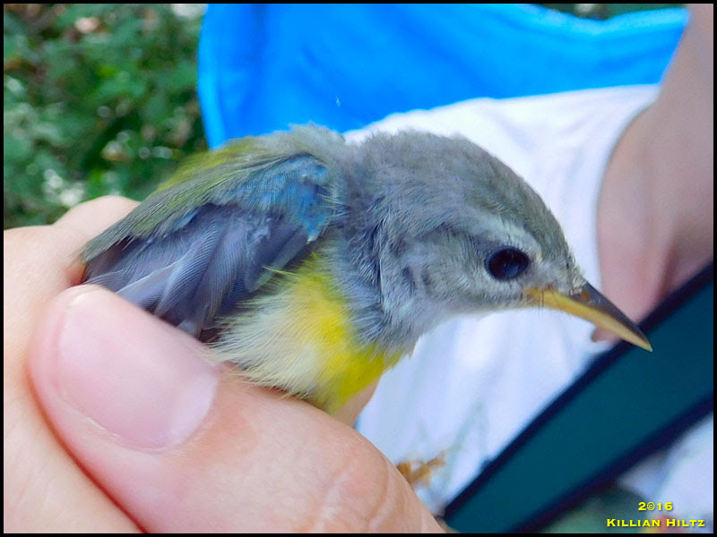 Northern Parula Northern Parula