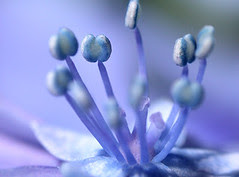 Center of the hydrangea