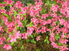 pink azalea