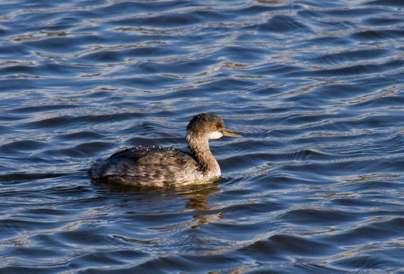 Eared Grebe Eared Grebe