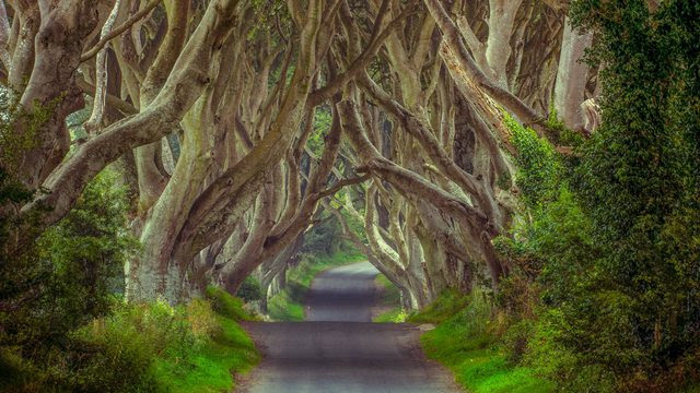 The Dark Hedges | Northern Ireland